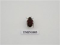 藏品(黑斑陷紋金龜)的圖片